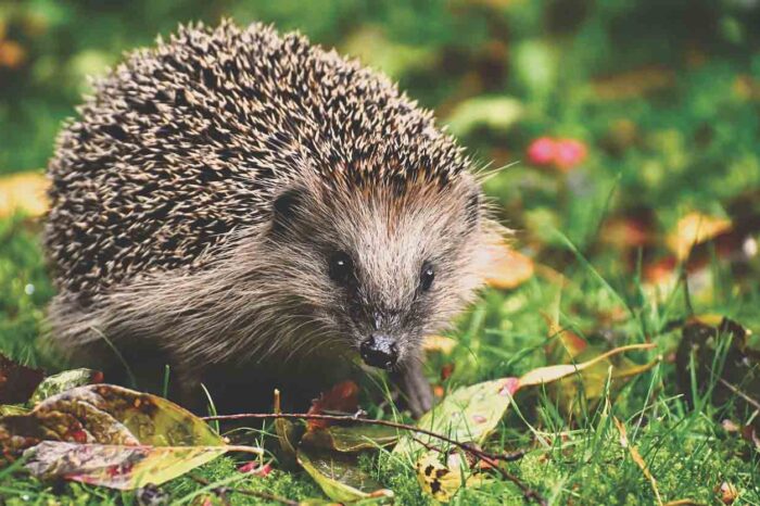 Award winning sustainable company honours its ‘green pledge’ with new hedgehog houses